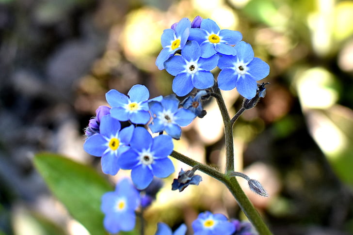 kvety, modrá, jar, pochúťka, kvitnúce, detailné, záhradné kvety