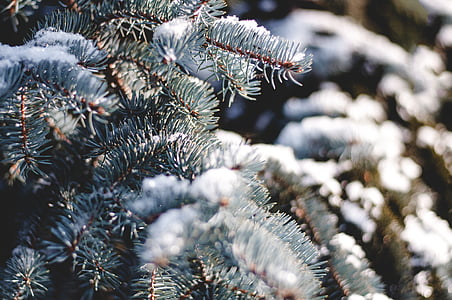 gren, fest, jul, kolde, nåletræ, nåletræer, dekoration