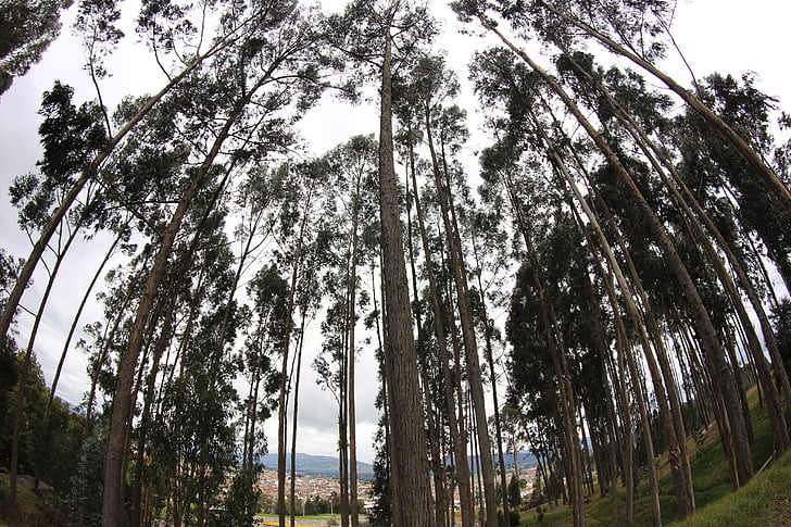 trees, nature, green, tree, landscape, forest