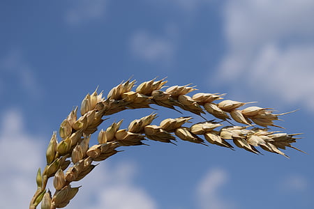 pšenice, Zavřít, obiloviny, ucho, obloha, modrá, zlato