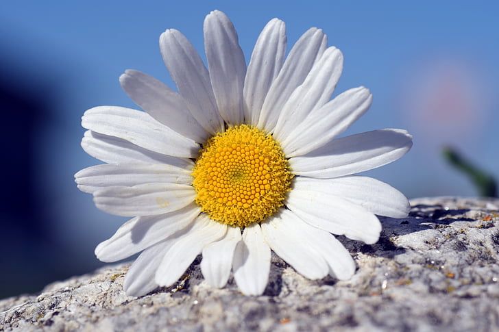 Marguerite, bunga, putih, kuning, Tutup, Cantik, musim panas
