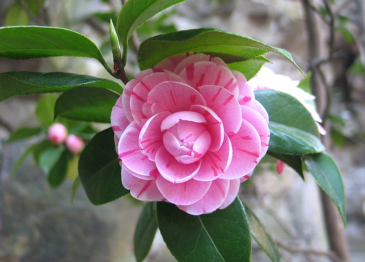 Camellia, Cina, bunga, alam, tanaman, kelopak, warna pink