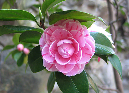 Camellia, Kina, blomst, natur, anlegget, petal, rosa fargen