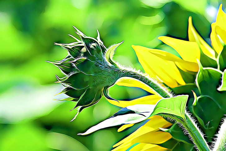 Digital, grafica, floarea-soarelui, vara, plante, verde, galben