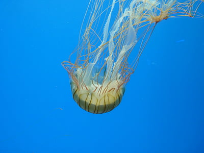медузи, море, вода, подводни, създание, морски животни, синьо