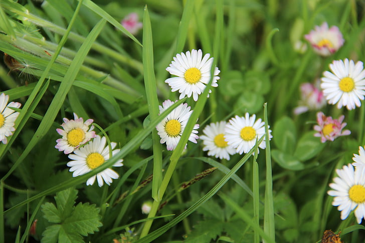 Daisy, naturen, blomma, vit, gräs