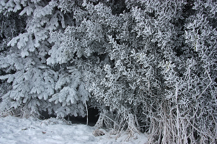 Winter, reif, Eiskristalle, Eis, Schnee, Holly, Hintergrund