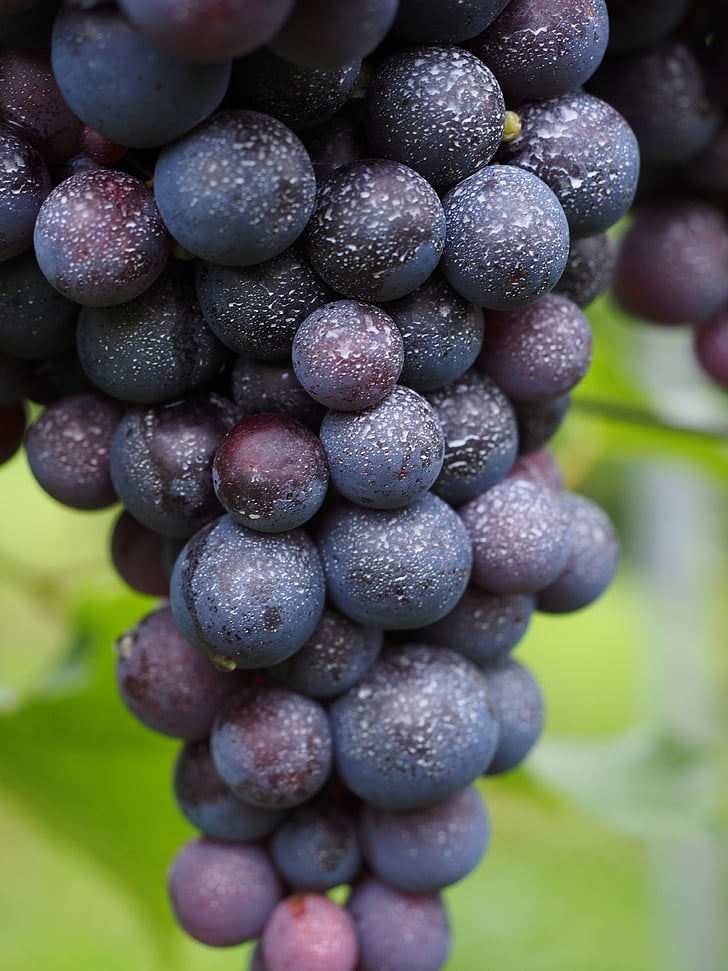 vin bær, podet, spray, pesticid, giftige, plantebeskyttelsesmidler, druer