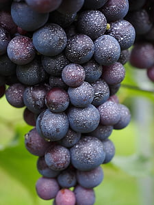 buah anggur, diinokulasi, semprot, picrocrocin, beracun, produk-produk perlindungan tanaman, anggur