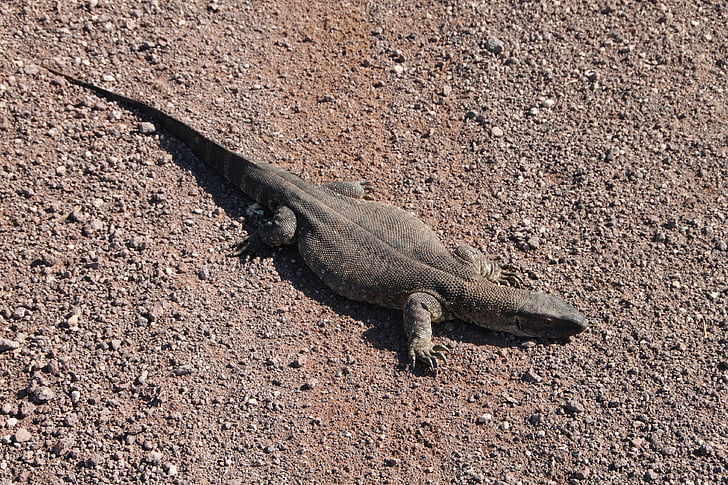 Iguana, Benyje, Namibija, dykuma, Afrika, padaras, Laukiniai gyvūnai