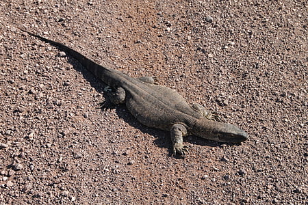 Iguana, sürüngen, Namibya, çöl, Afrika, yaratık, yaban hayatı