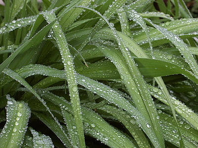dew, drop, nature, raindrop, drops of water, sheet, blade of grass