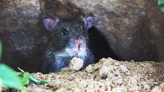 animal, animal photography, mouse, rat, rodent, royalty  images