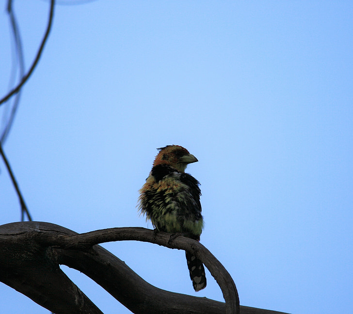 crested barbet, bird, colorful, perched, branch, sky