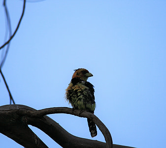 barbuto di Levaillant, uccello, colorato, Arroccato, ramo, cielo