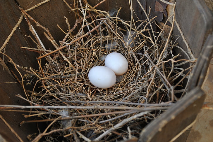 nest, eieren, vogels, natuurlijke