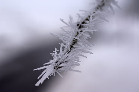 blur, filiaali, Suurendus:, külm, nulg, Frost, härmas
