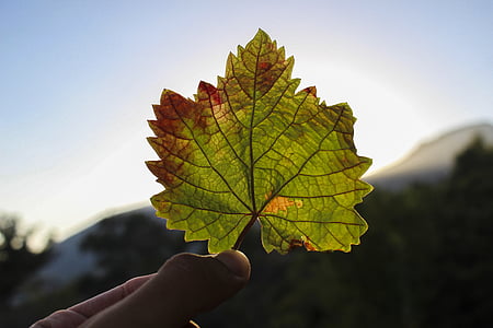 musim gugur, musim gugur, daun, Maple, alam, tangan manusia, di luar rumah