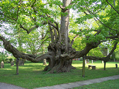 drvo, priroda, zapisnik, drveće spava, stabla, lišće, Park - stari prostor