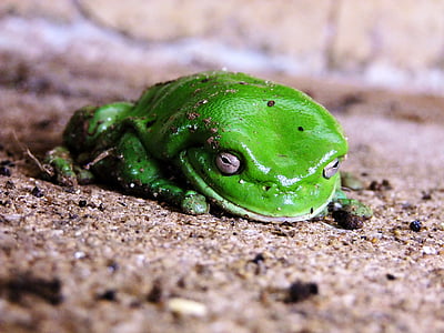 žába, zelená, sedící, Příroda, zvíře, obojživelníků, oko