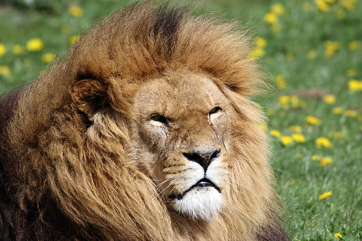 løve, mane, dyr, dyreliv, rovdyr, afrikanske, hodet