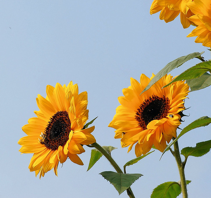 auringonkukka, kukat, keltainen, kasvi, kesällä, Flora, rakenne