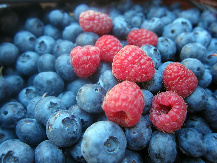 fruits sauvages, fruits, sauvage, fruits, petits fruits, fruits des bois, bleuets