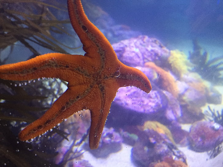 starfish, aquarium, sea, nature, water, underwater, animal