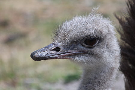 ostrich head, african ostrich, ostrich, bird, struthio camelus, zoo, animals
