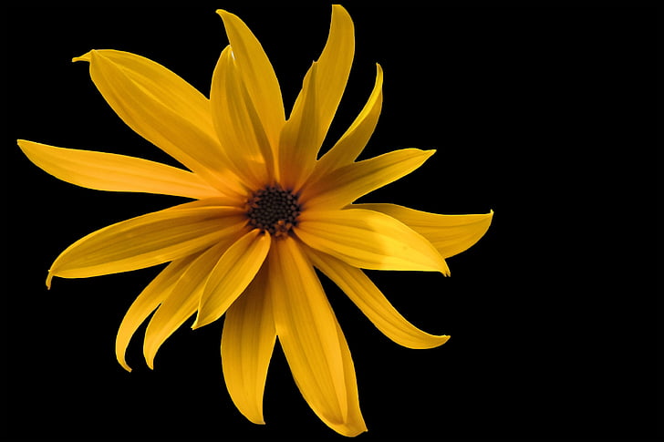flor, flor, flor, amarelo, flor amarela, flor do sol, Helianthus tuberosus