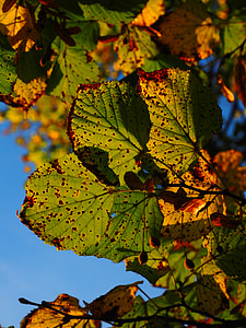 叶子, 秋天, 阳光明媚, 多彩, 秋天的颜色, 秋天的落叶, 椴树