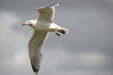 Herring gull, penerbangan, Seagull dalam penerbangan