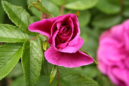 hermosa, belleza, floración, flor, ramo de la, Bud, color de rosa