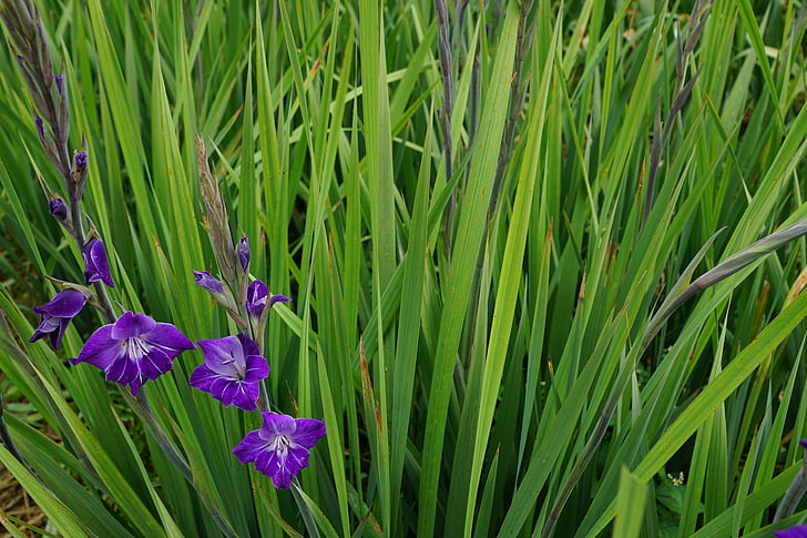 グラジオラス, 花, 紫, グリーン, 牧草地, 緑の草, 高い草