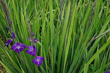 Gladiol, bunga, ungu, hijau, padang rumput, rumput hijau, rumput tinggi