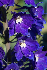 õis, Bloom, sinine, rukkilille, lill, kevadel, Violet