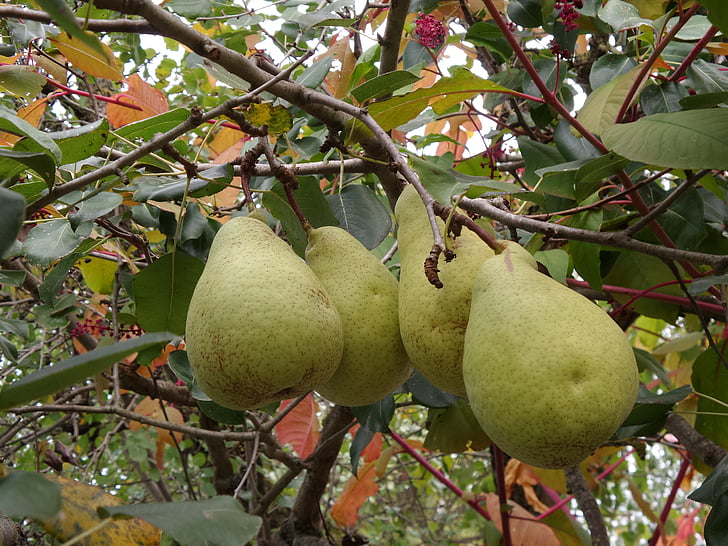 fruit, pear, autumn, fall, garden, nature, delicious
