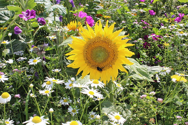 lĩnh vực Hoa, Sun flower, đầy màu sắc, mùa hè, đồng cỏ Hoa, màu sắc đẹp, nở hoa