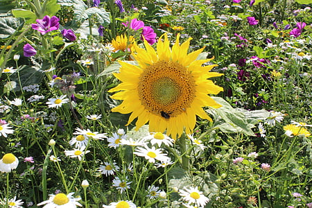 lĩnh vực Hoa, Sun flower, đầy màu sắc, mùa hè, đồng cỏ Hoa, màu sắc đẹp, nở hoa