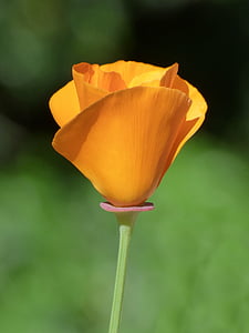 kalifornische Mohn, gelber Mohn, Schscholzia californica, Blume, Blütenblatt, Natur, Zerbrechlichkeit
