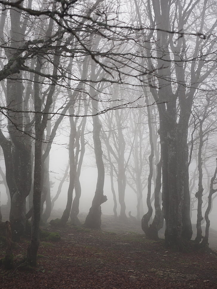 beech wood, fog, forest, trees, tree trunks, book, foggy