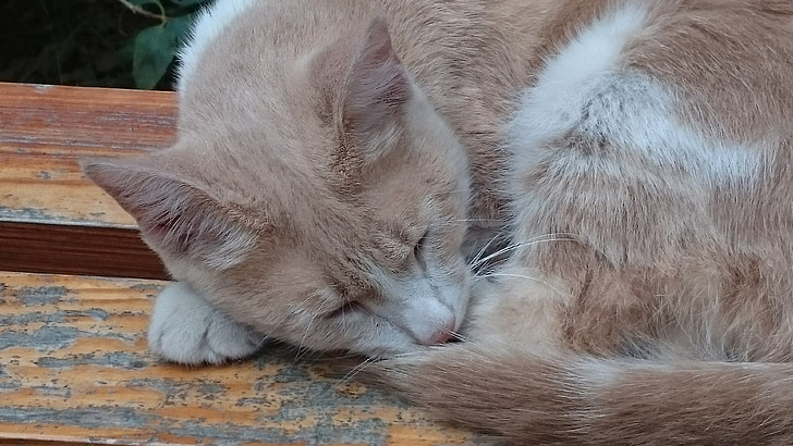 gatto, vista, animale domestico