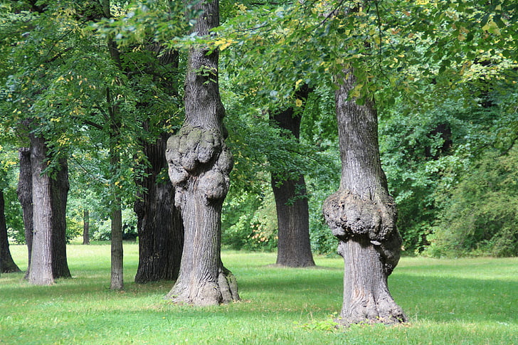 Dresden, Park, bomen, groei