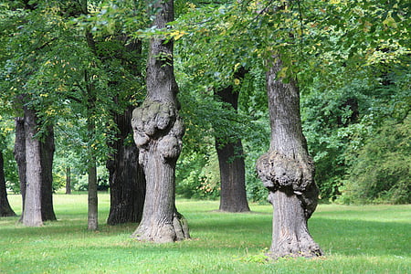Dresden, Parque, árboles, crecimiento