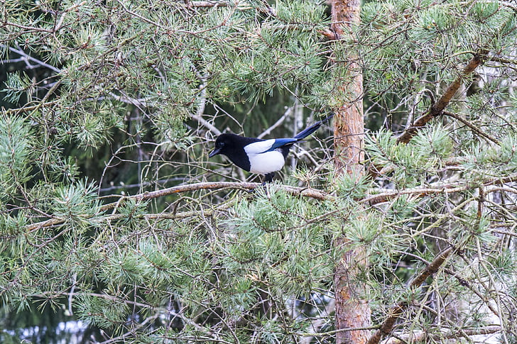 Magpie, oiseau, Suède, nature