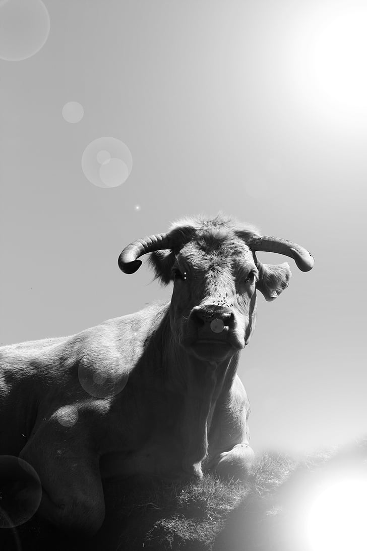 cow, black and white, sun
