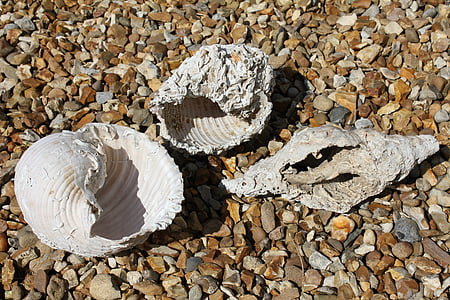 large sea shells, marine, conchology, ocean, beach, texture, seashell