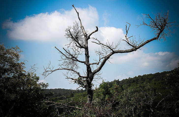 legno, foresta, natura, alberi, estate, paesaggio