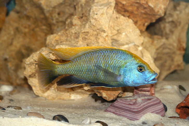 nimbochromis venustus, hươu cao cổ cichlid, cichlid, Malawi, Cichlidae, loài cichlid, Tanganyika