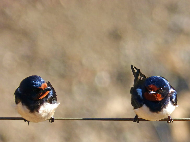 swallow, couple, cable